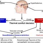 Hypothalamus cooling