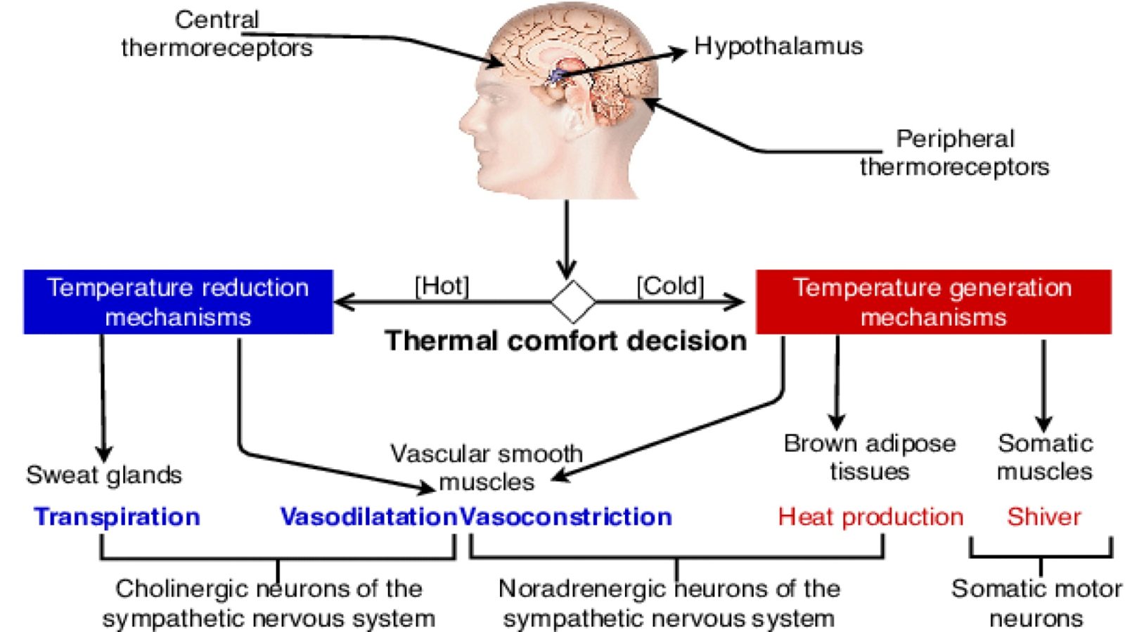 Hypothalamus cooling