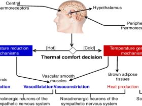 Hypothalamus cooling