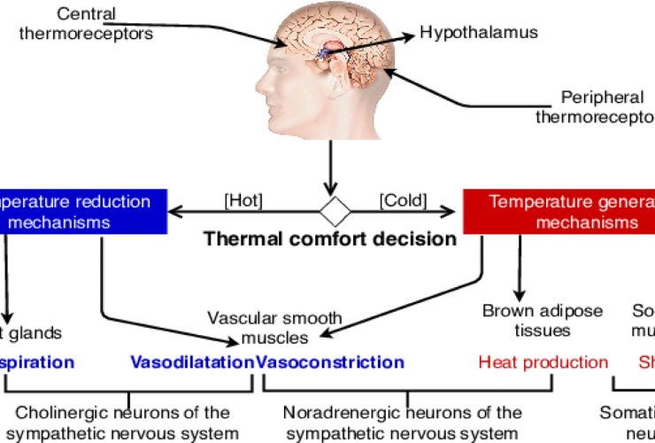 Hypothalamus cooling