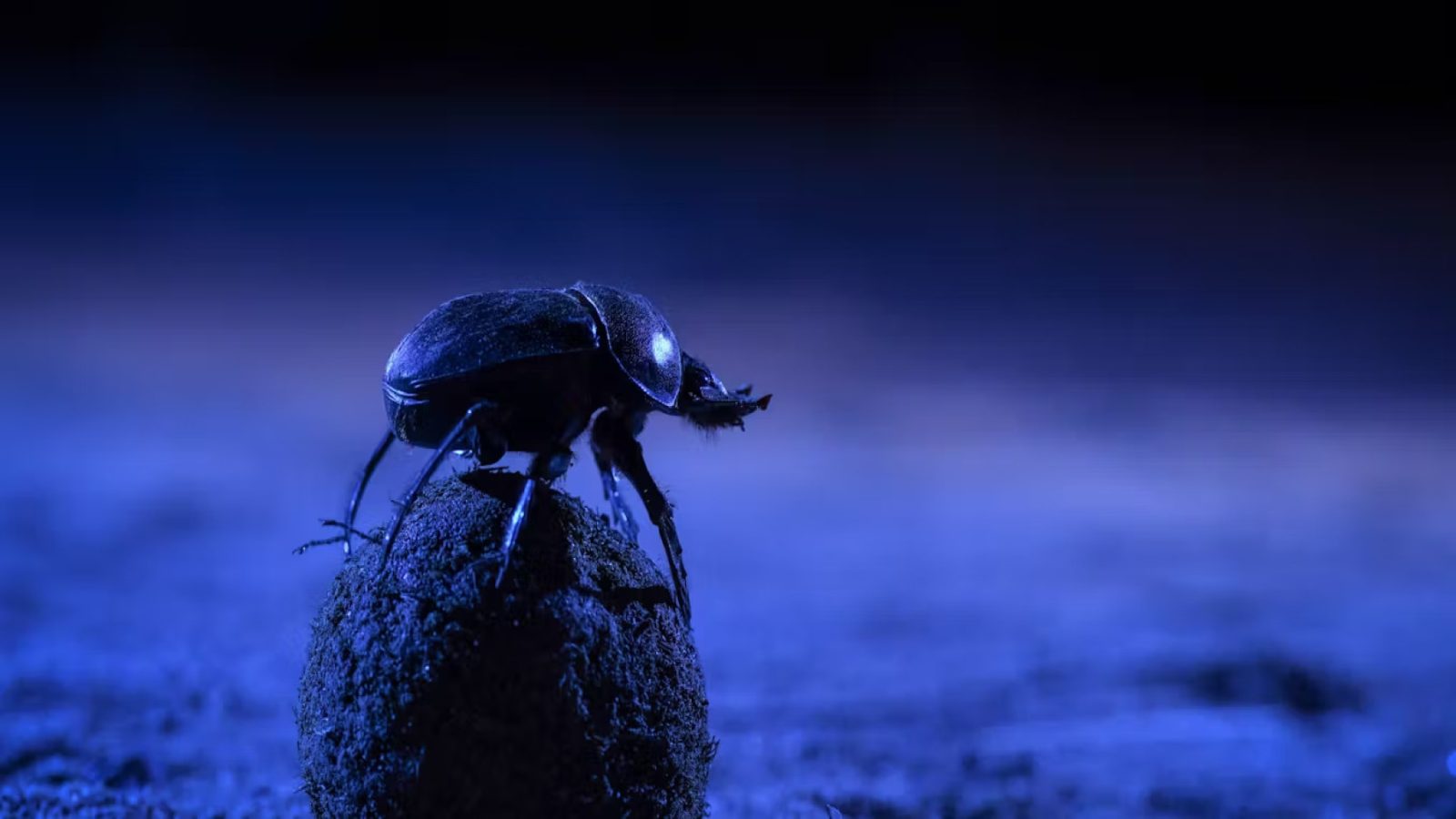 Dung Beetle