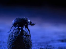 Dung Beetle