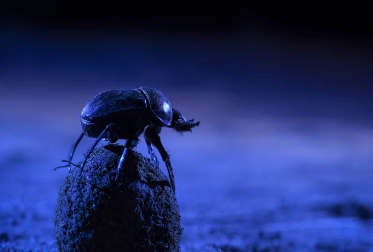 Dung Beetle