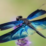 dragonflies predator
