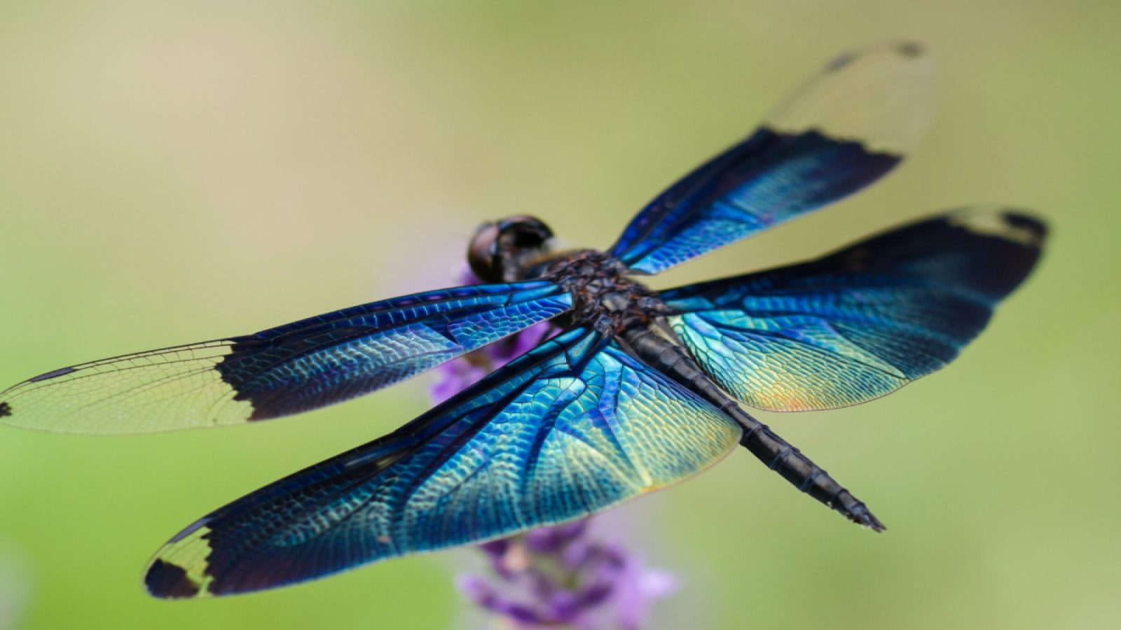 dragonflies predator