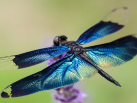 dragonflies predator