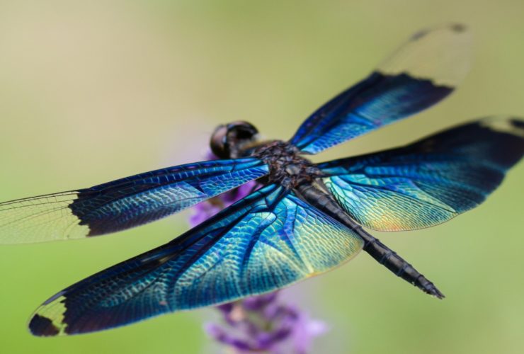 dragonflies predator