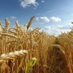 Russia’s Wheat Paradox