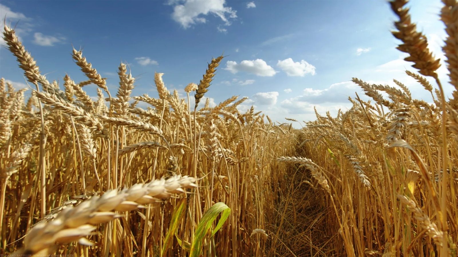 Russia’s Wheat Paradox