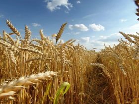 Russia’s Wheat Paradox
