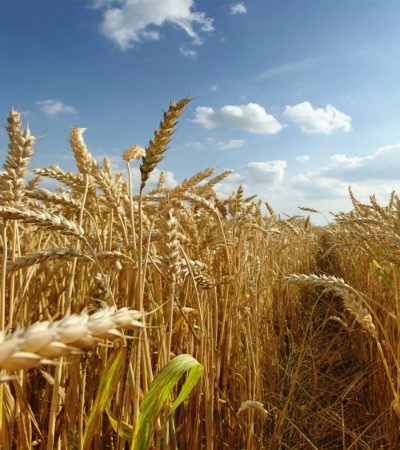Russia’s Wheat Paradox