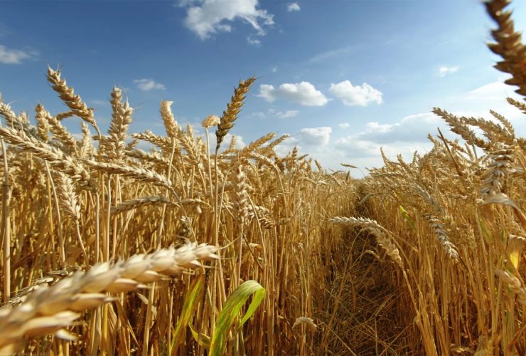Russia’s Wheat Paradox