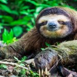 sloth breath-holding