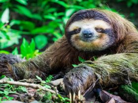 sloth breath-holding