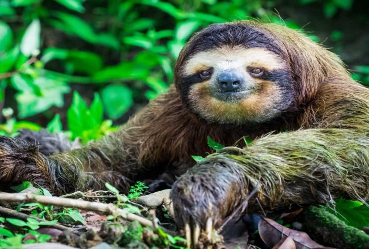 sloth breath-holding