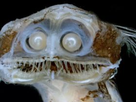 Telescopefish