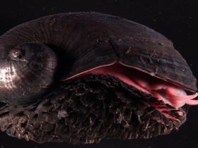 Volcano Snails