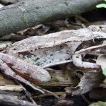 wood frog