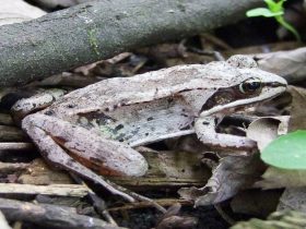 wood frog