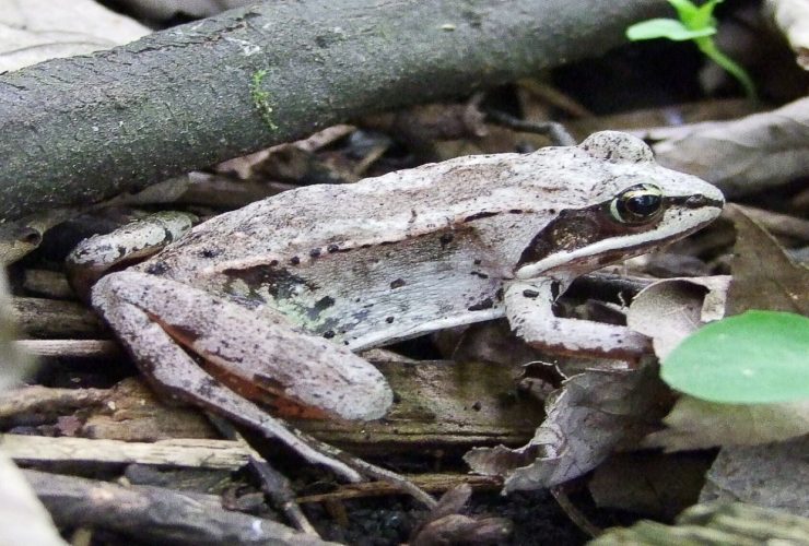 wood frog